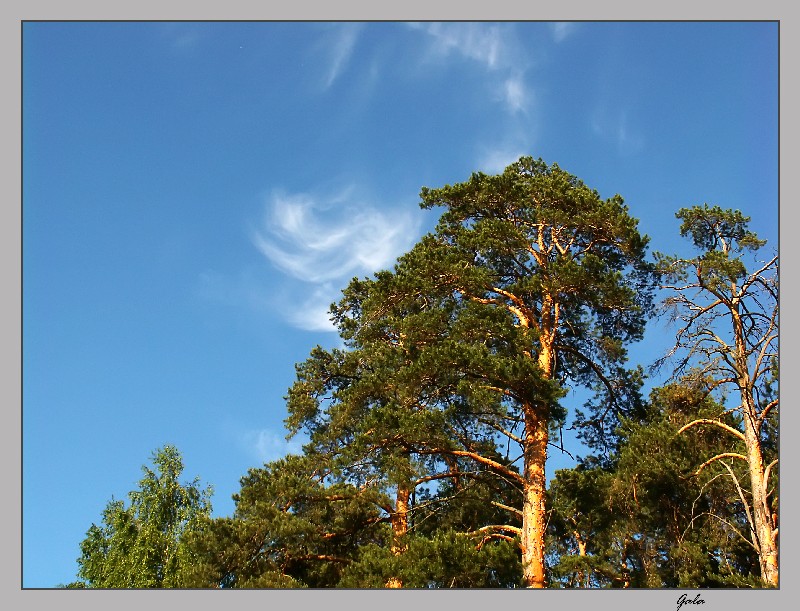 photo "Pine and cloud" tags: landscape, clouds, forest