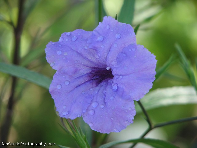 photo "***" tags: nature, flowers