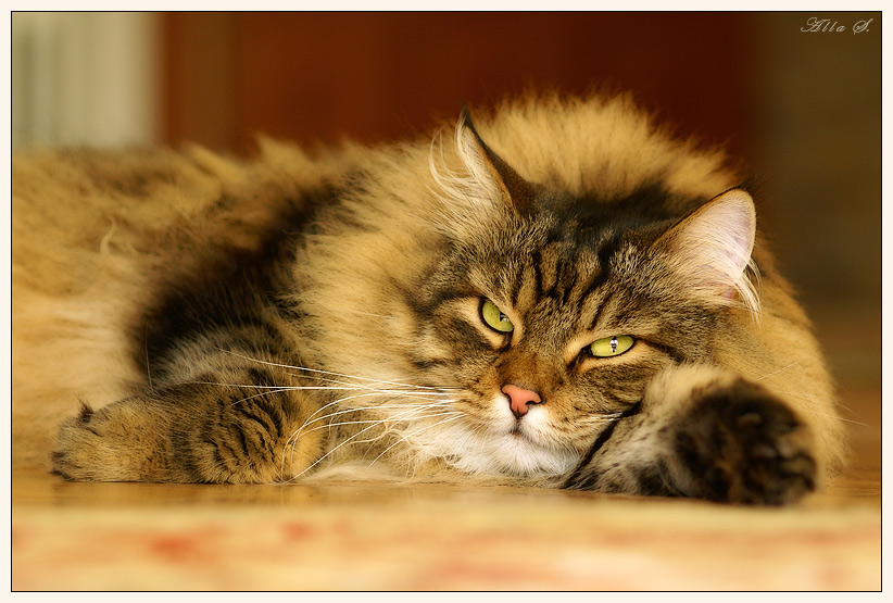 photo "***" tags: nature, pets/farm animals