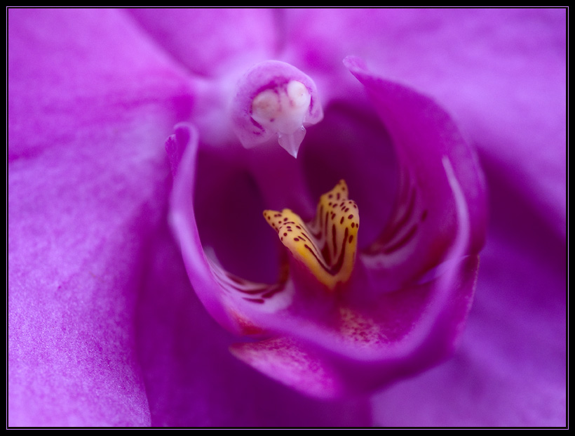 photo "*" tags: macro and close-up, nature, flowers