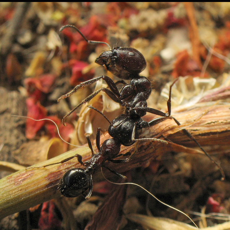 photo "Fight" tags: macro and close-up, nature, insect