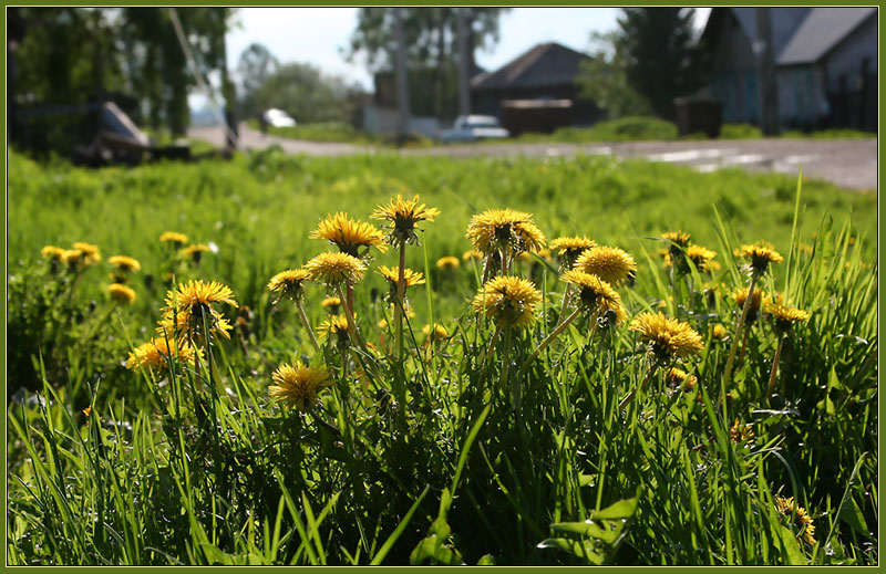 фото "Дети солнца" метки: природа, цветы