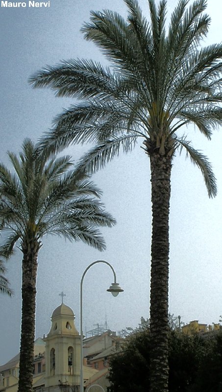 photo "palms and church" tags: city, 