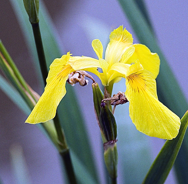 photo "yellow iris" tags: nature, flowers