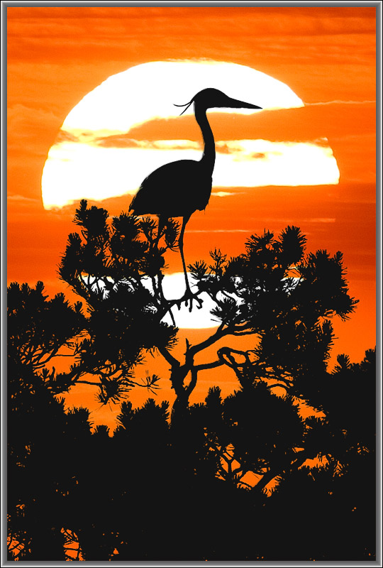 photo "At sunset." tags: nature, wild animals