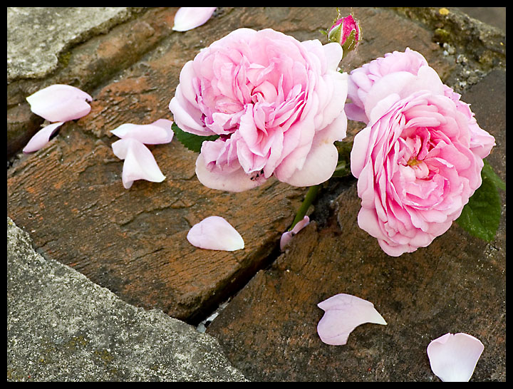 photo "Flowers On The Wall" tags: nature, flowers