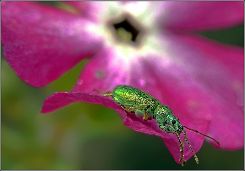 фото "На флоксе" метки: макро и крупный план, природа, насекомое
