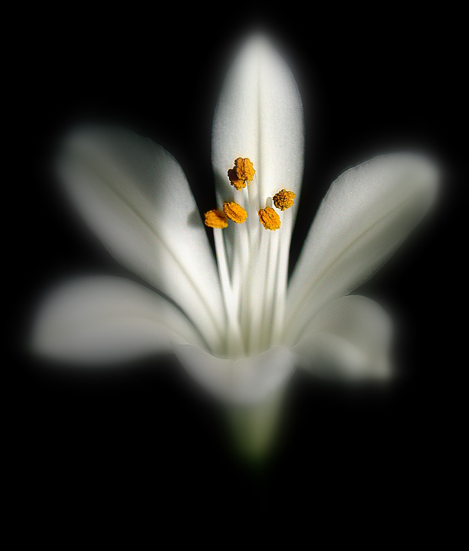 фото "Simplicity..." метки: природа, цветы