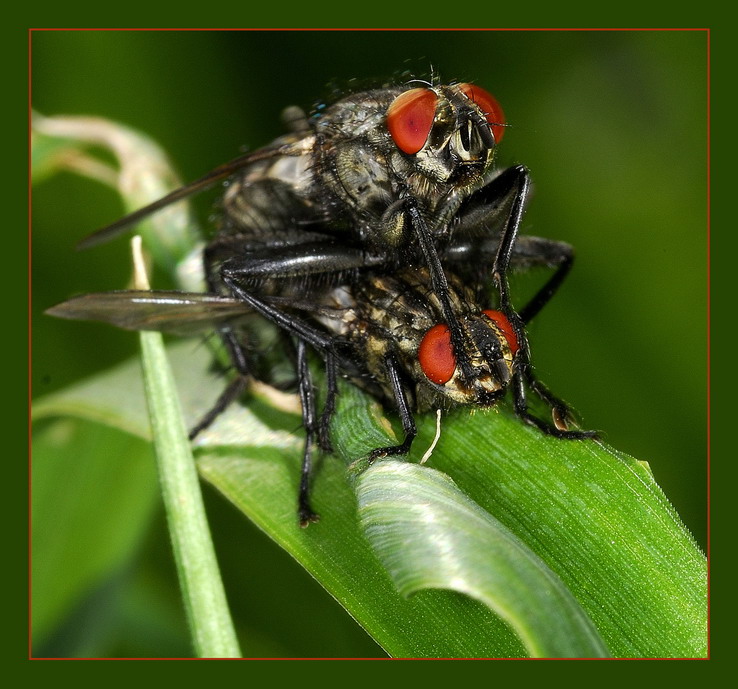 photo "***" tags: macro and close-up, nature, insect