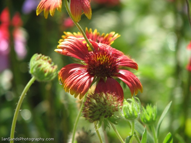 photo "***" tags: nature, flowers