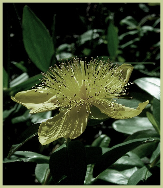 photo "***" tags: nature, macro and close-up, flowers