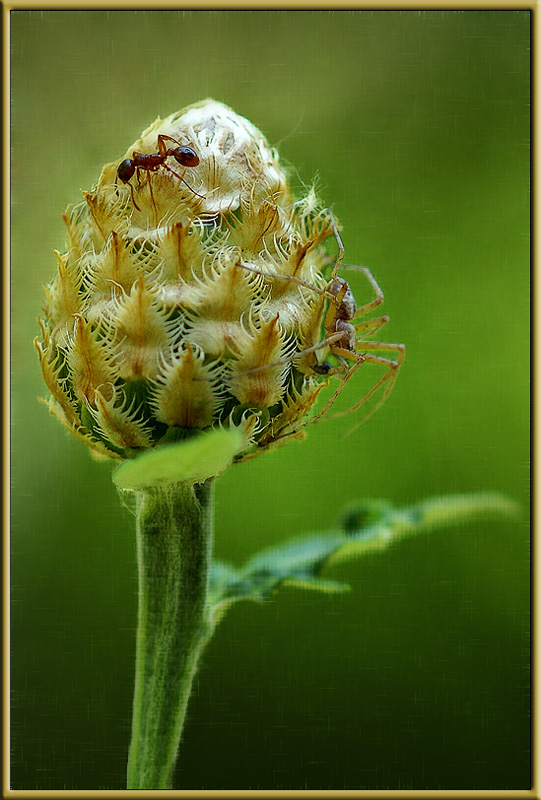 фото "Про паука и муравья" метки: природа, насекомое