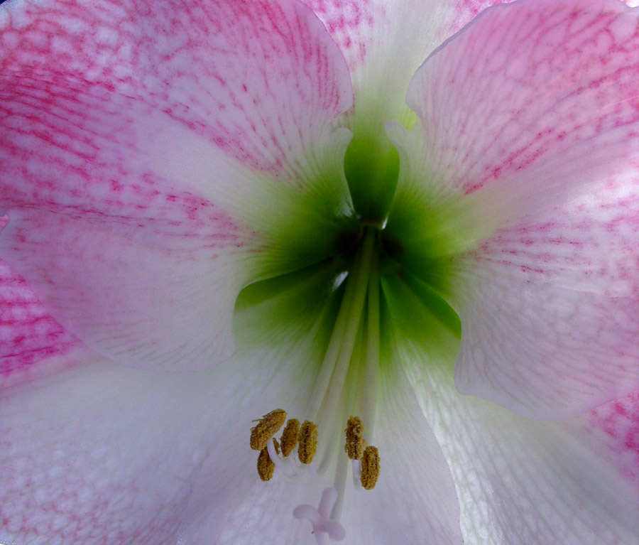 photo "***" tags: nature, macro and close-up, flowers