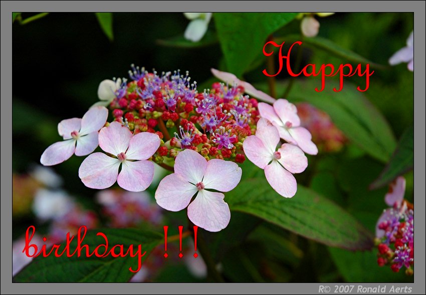 photo "Happy birthday Ronald" tags: macro and close-up, nature, flowers