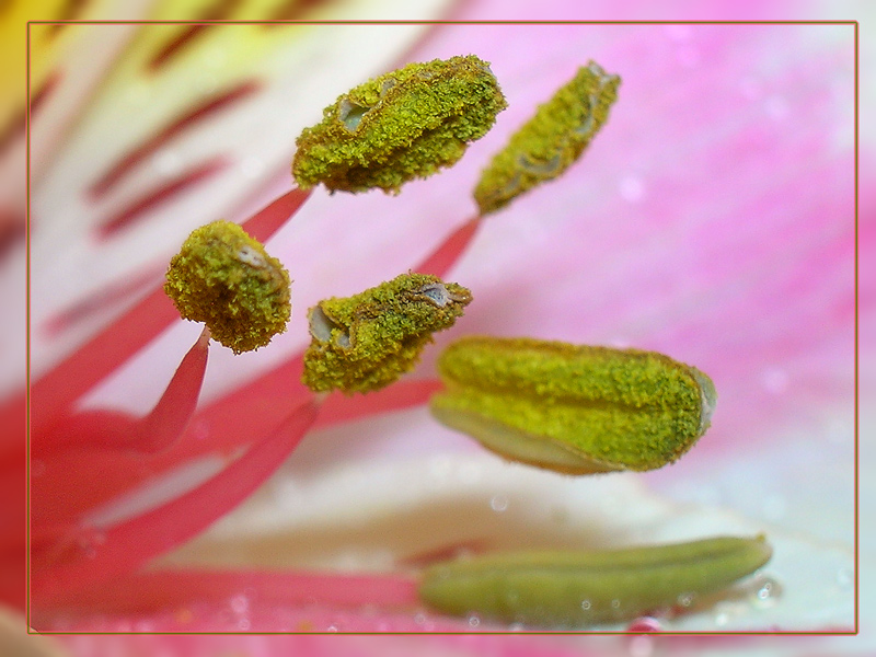 photo "***" tags: nature, macro and close-up, flowers