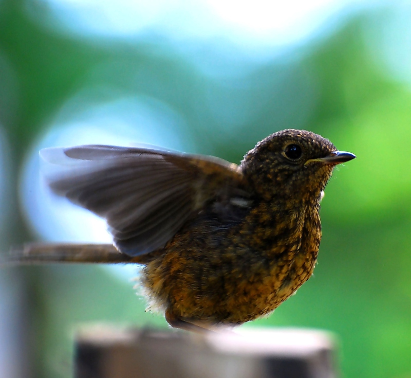 photo "Erithacus rubecula" tags: nature, wild animals