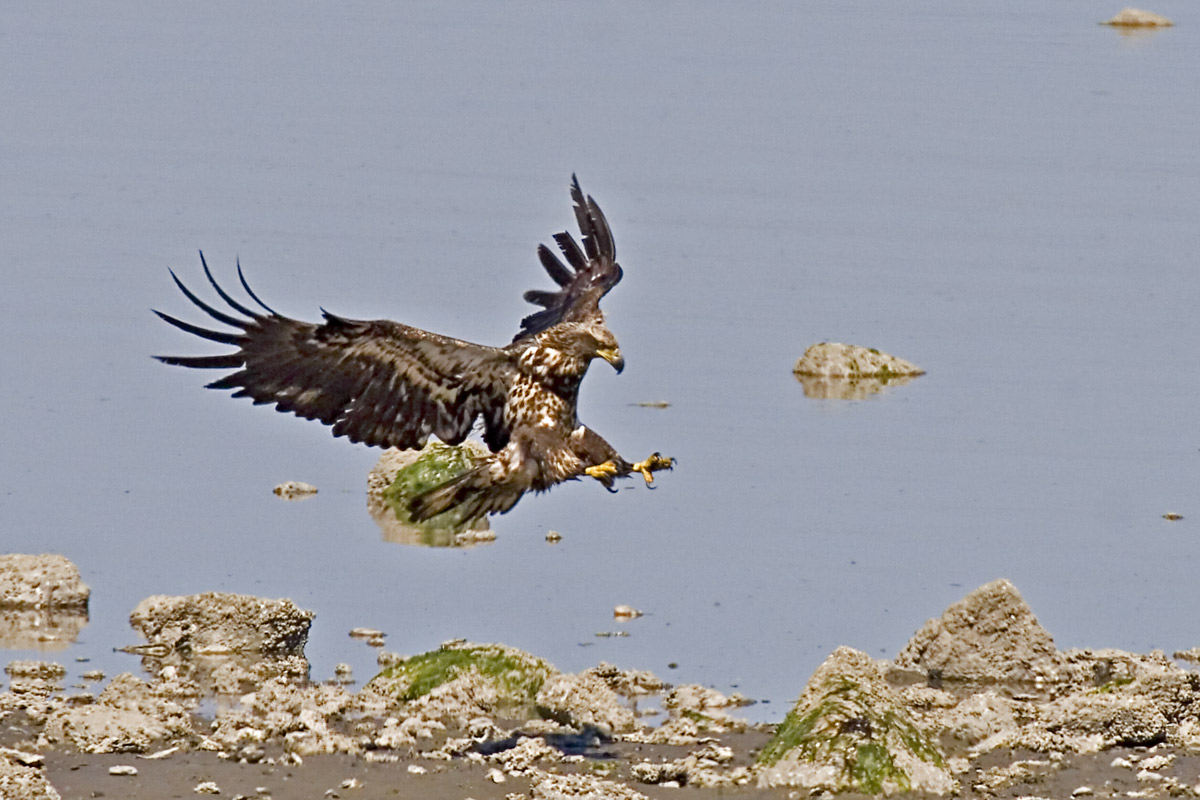 photo "***" tags: nature, wild animals