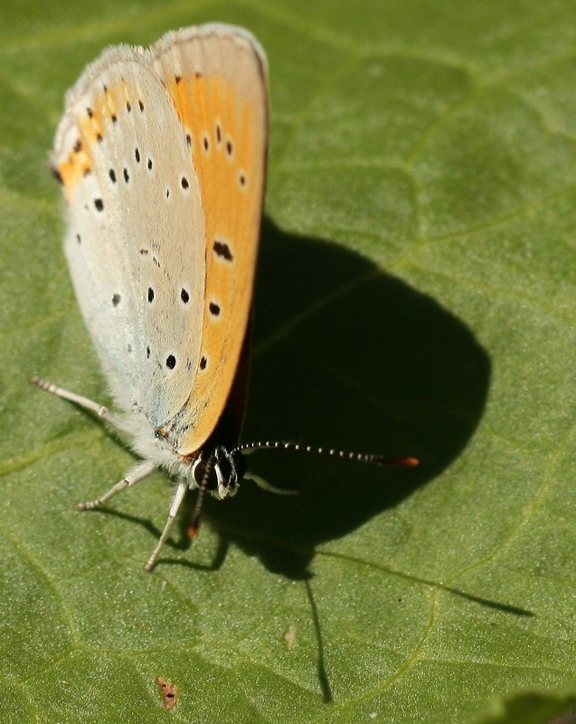 photo "***" tags: nature, macro and close-up, insect