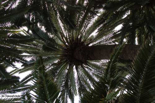 фото "palms" метки: , 