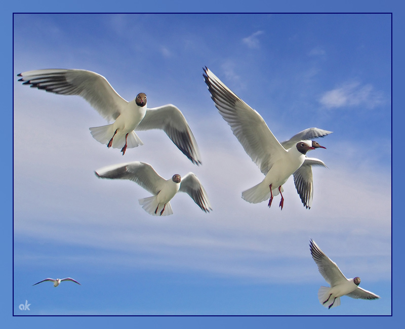 photo "Seagulls" tags: nature, wild animals