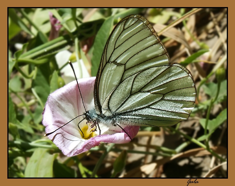 photo "The noon meal" tags: nature, macro and close-up, insect