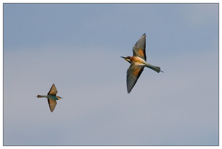 photo "Merops" tags: nature, wild animals