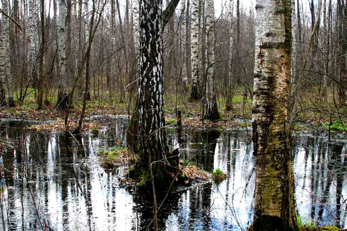фото "На болоте" метки: пейзаж, природа, весна