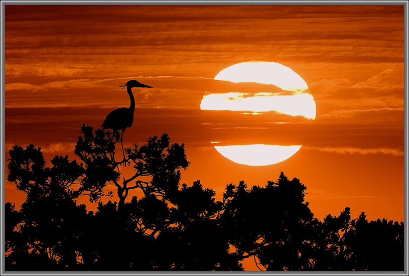 photo "At sunset." tags: nature, wild animals