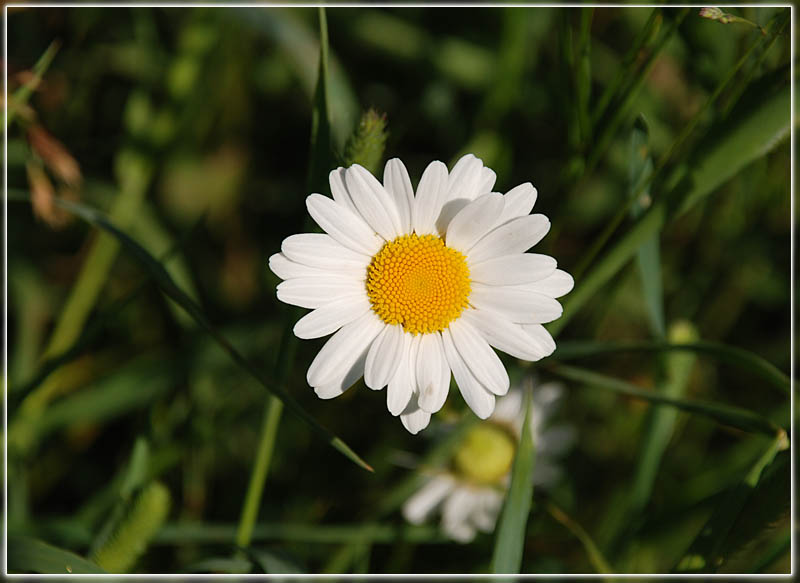 photo "***" tags: macro and close-up, nature, flowers