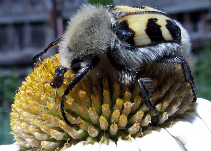 photo "kiss" tags: nature, macro and close-up, insect