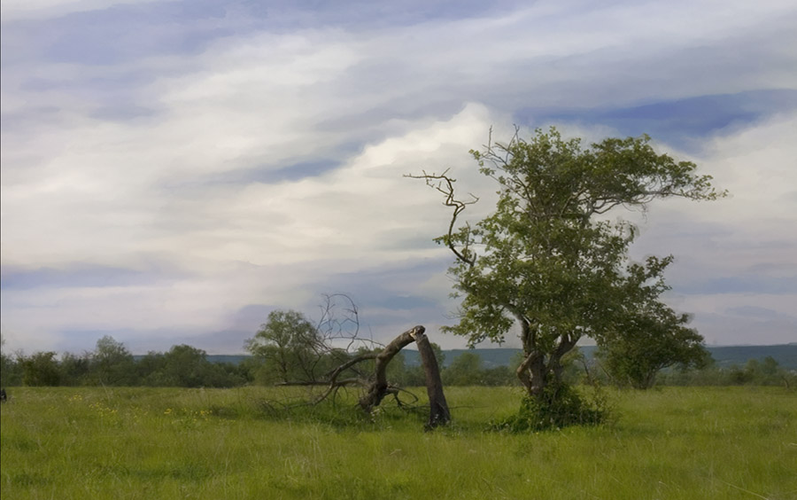 фото "Про акварельное небо, сломанное дерево и пиктореализм в пейзаже" метки: пейзаж, лес, лето