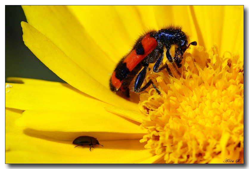 фото "Пестряк пчелиный" метки: природа, макро и крупный план, насекомое