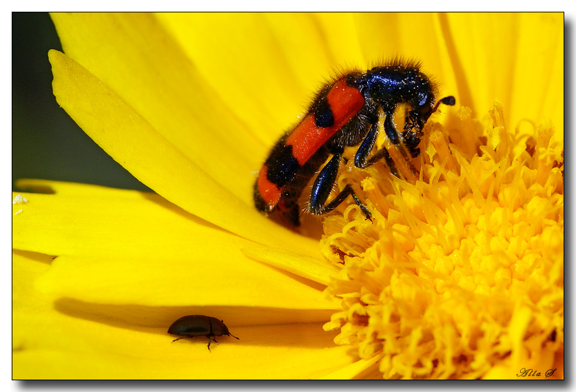 photo "***" tags: nature, macro and close-up, insect