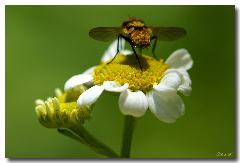 photo "***" tags: nature, macro and close-up, insect