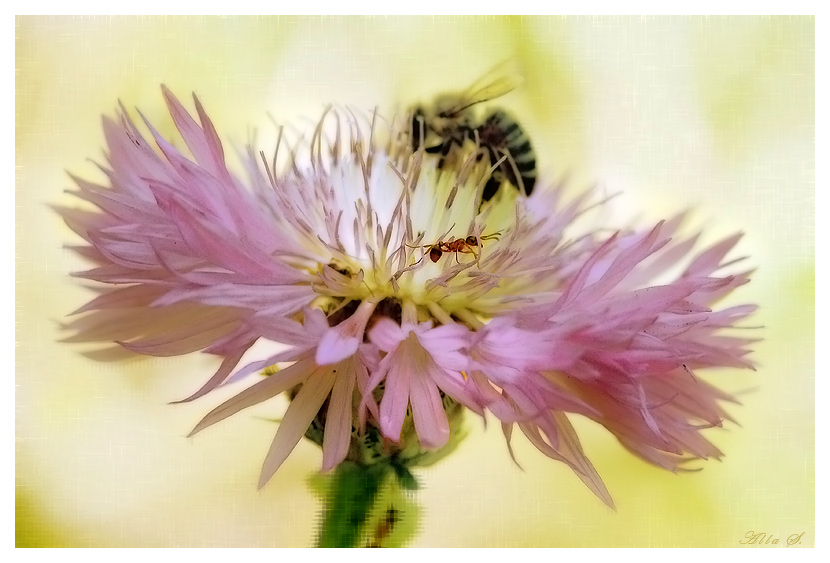 фото "Васильковые заросли для муравья" метки: природа, насекомое, цветы