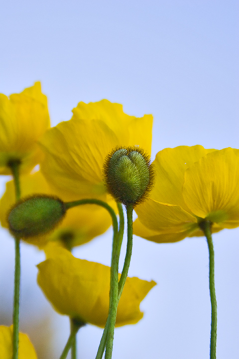 photo "poppies" tags: nature, flowers
