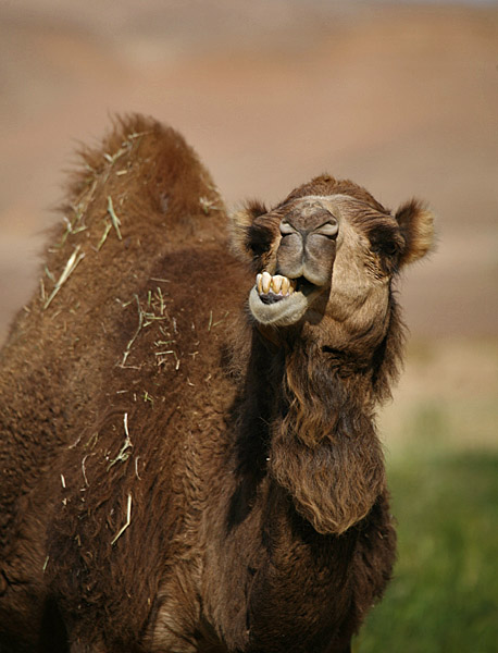 photo "Say cheese" tags: travel, nature, Africa, pets/farm animals