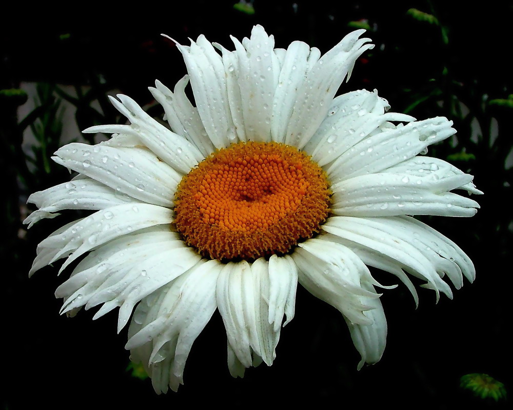 photo "After rain" tags: macro and close-up, nature, flowers