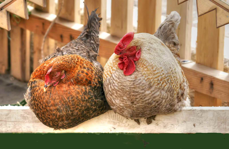 photo "***" tags: nature, pets/farm animals