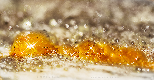 photo "Amber" tags: macro and close-up, nature, 