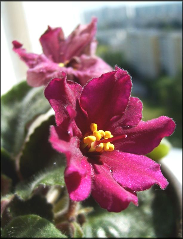 photo "Old and new generation" tags: nature, flowers