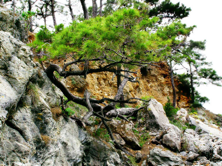 фото "и на камнях растут деревья" метки: пейзаж, горы