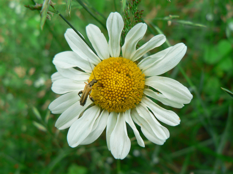 photo "***" tags: nature, flowers