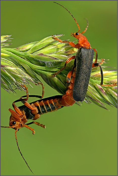 фото "Ваще зачёт!:)" метки: макро и крупный план, природа, насекомое