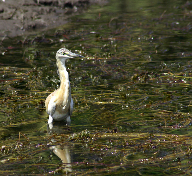 photo "bird" tags: nature, travel, Africa, wild animals