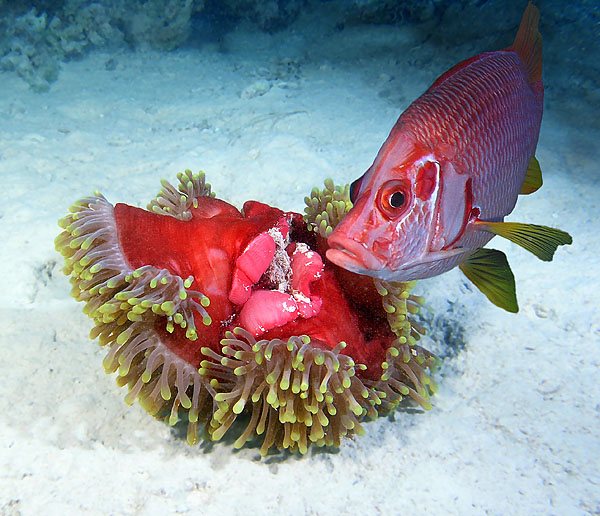 photo "Ledy on the Red" tags: underwater, 