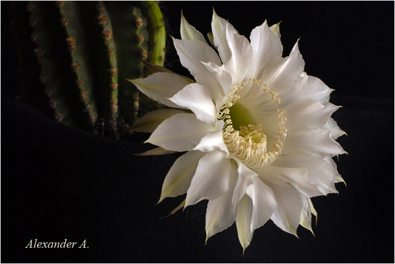 photo "Night flowering" tags: nature, flowers