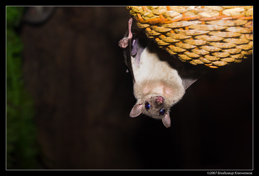 photo "Point of view" tags: nature, wild animals
