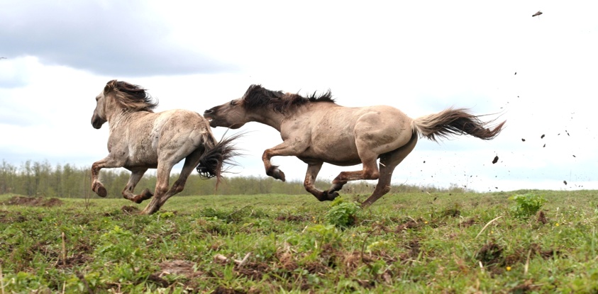 photo "horse summer too" tags: nature, wild animals