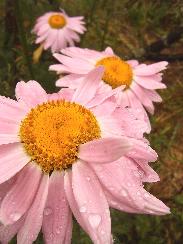 photo "***" tags: macro and close-up, 